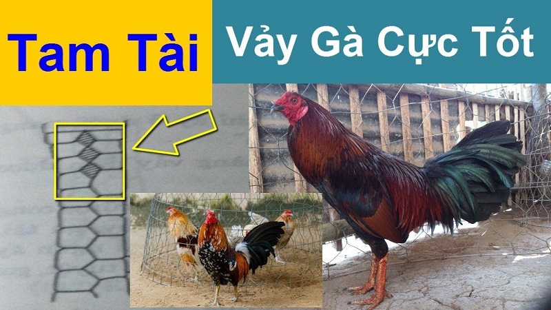 Cách Nhận Biết Gà Có Vảy Tam Tài Tứ Quý Tại Alo789